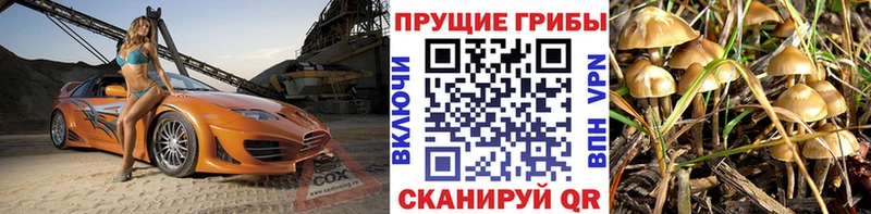 где купить наркоту  Дагестанские Огни  Псилоцибиновые грибы Cubensis 